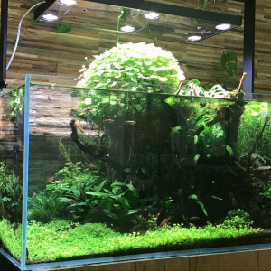 Publication de MARGINATUS