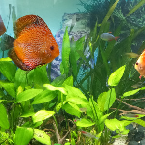 Publication de mikey