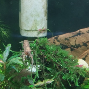 Publication de Olivier1977