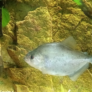 Seralsamus rhombeus (piranha)