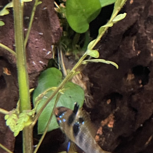 Publication de Scylla_59