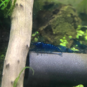 Crevettes blue velevet