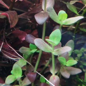 Publication de Olivier1977