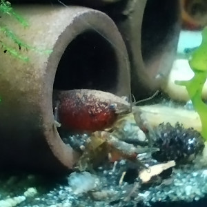 Publication de Olivier1977