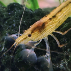 Publication de PtiteNoli