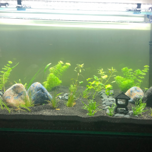 Publication de LaRenardouce