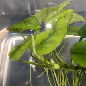 Anubias en pleine forme
