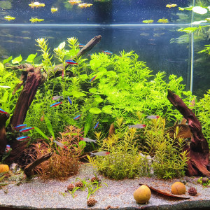 Publication de Cam89