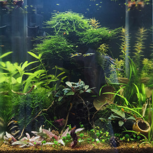 Nano 30l