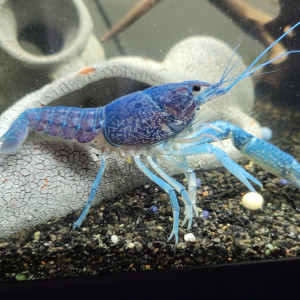 Procambarus alleni