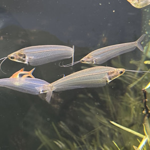 Kryptopterus  bicirrhis / silure de verre