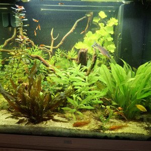 Publication de Pierrot-la-lune