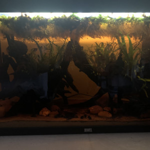 Publication de luciol3