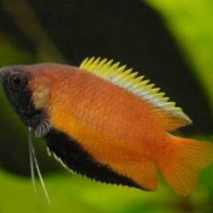 Publication de Olivier1977