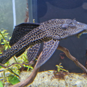 Pleco