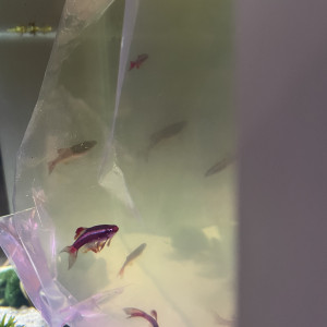 Publication de Scylla_59