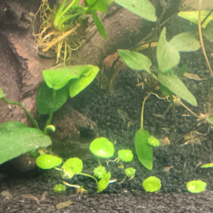 Publication de Gorthak