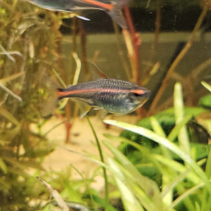 Publication de Aleau