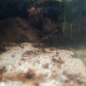 Publication de Anubiadamidum