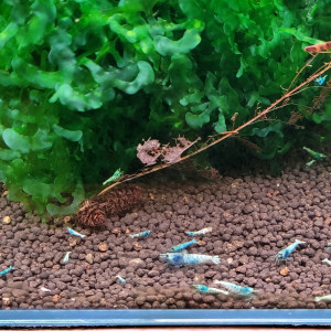 LOT DE CREVETTES TAIWAN BEE:   BLUE BOLT