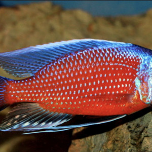 Recherche Cichlidés Malawi Haplo