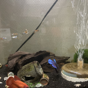 Publication de K-CHIKYULAB