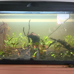 Publication de Gorthak