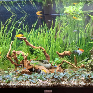 Publication de Gujuwel