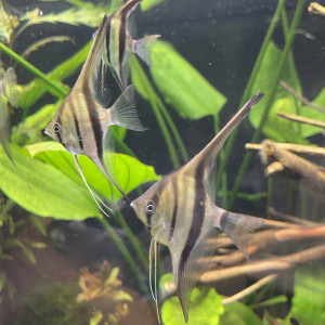 Publication de Scylla_59