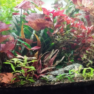 Publication de Olivier1977