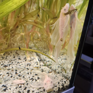 ancistrus blanc voilé