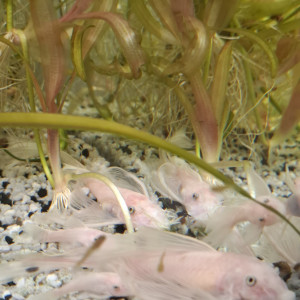 ancistrus blanc queue voilée