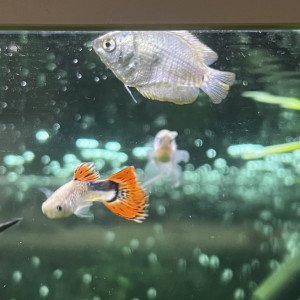 Publication de Ines57