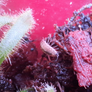 Publication de ArtemusKlegg