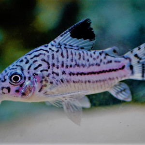 recherche Corydoras julli a prix correct
