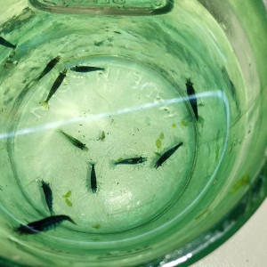 Publication de Olivier1977