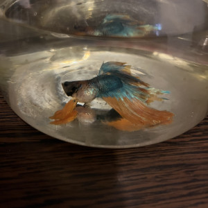 Publication de valou4s