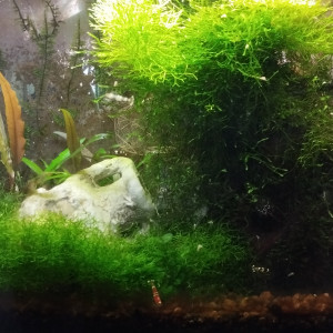 Publication de Olivier1977