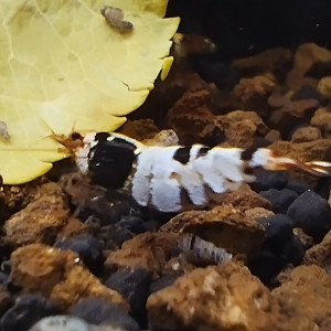 Publication de Olivier1977