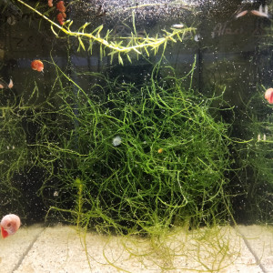 444 Minimum  03 jeune femelle Aphyosemion australe  Cap Lopez