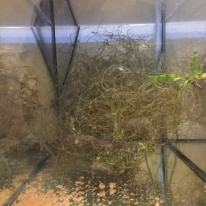 433 Libre Aphyosemion australe  Cap Lopez