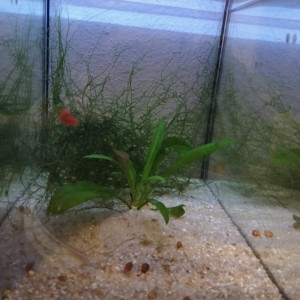 414 01 Femelle Aphyosemion australe  Cap Lopez