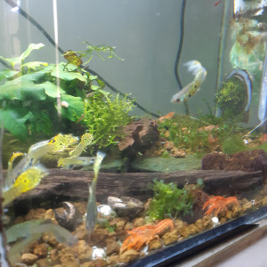 Publication de PORTELLI