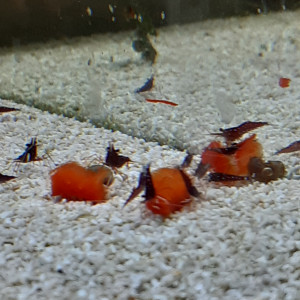 Publication de PORTELLI