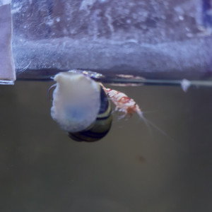 Publication de PORTELLI