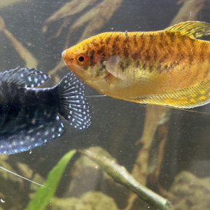 2 Gouramis