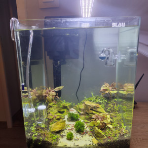 Publication de Sashabro387