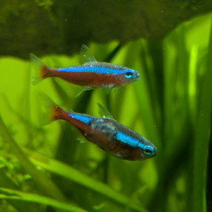 Publication de Gedeon555