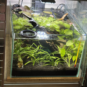 Publication de MamZ-L94