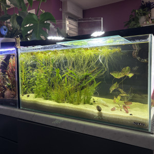 Publication de MamZ-L94